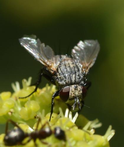 Réf. 198 679 : Erycia furibunda